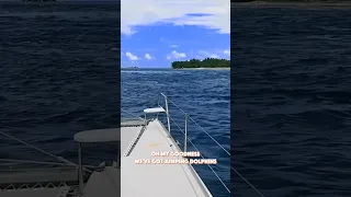 BEST THING ABOUT SAILING! ⛵️ 🐬 #sailingcatamaran #wilddolphin #youtubehighfive