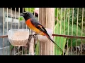Download Lagu Suara Burung Mantenan Mini l Untuk Masteran \u0026 Pancing Bunyi