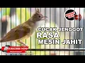 Download Lagu 🔴 CUCAK JENGGOT ISIAN SPEED RAPAT BERASA MESIN JAHIT DENGAN JEDA 2 MENIT