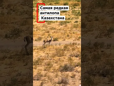 Они почти исчезли под натиском цивилизации. Джейраны
