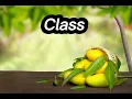 Classification of Mango