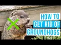 How to GET RID OF GROUNDHOGS under house or shed