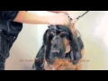 Dog Boarding in Woodinville Cascade Kennels