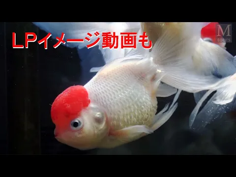 空撮が活きる地上での映像もワンストップで。ドローン不可ならセスナでの空撮も