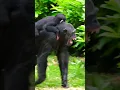 Download Lagu Screaming Chimpanzee With Her Baby Gets Startled!
