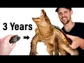 Download Lagu Raising a Rare Hybrid Snapping Turtle