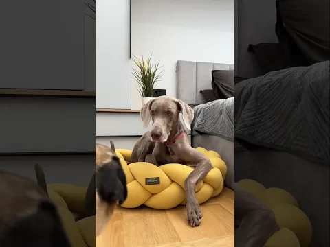 Sonu Monu ka new bed #viral #shorts #dog