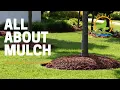 EVERYTHING MULCH Types and How to Choose