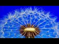 Download Lagu relaxing music 30 seconds,calm music 30 seconds