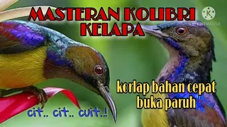 Download MASTERAN KOLIBRI KELAPA#KORLAP BAHAN CEPAT BUKA PARUH MP3