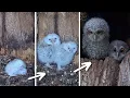 Tiny Tawny Owl Chicks Grow Up Fast in Ash Wood Luna Bomber Robert E Fuller