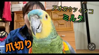 ミルクちゃんの爪切り!