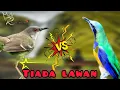 Download Lagu 🔴CUCAK CUNGKOK KUNTI vs CIBLEK SEMI BREN AK47