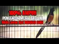 Download Lagu SUARA MURAI BATU GACOR AMPUH BUAT PANCINGAN EMOSI AGAR BONGKAR ISIAN