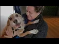 Download Lagu Na autodiefstal vermist Belgisch hondje Maria weer thuis! | Dierenopvang Amsterdam