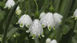 shalawat jibril tanpa musik