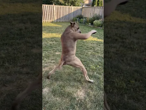 Fighter 😂