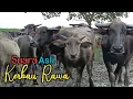 Suara Asli Kerbau Rawa Bersahutan Didalam Kandang