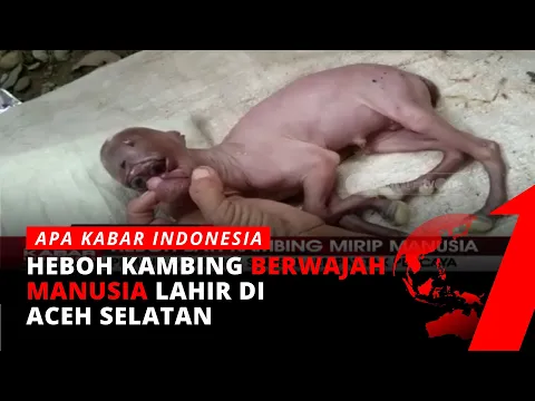 Heboh Bayi Kambing Berwajah Mirip Manusia di Aceh Selatan | tvOne