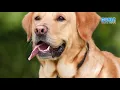 Download Lagu Suara Anjing Menggonggong