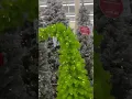 Hobby Lobby has A Grinch Christmas Tree for 2023 out Hobby Lobby