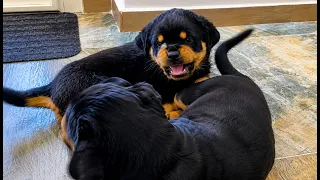 The Most Aggressive Rottweiler Puppy You’ll Ever See 😂🐶