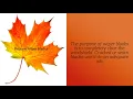 Sonias Auto Sales Worcester - Fall Car Care Tips