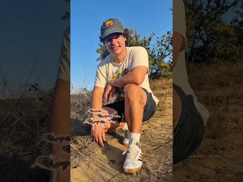 ANTS VS ANTS