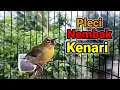 Download Lagu Pleci Shoot Gevulde Walnoten