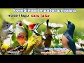 KOMBINASI MASTERAN PALING DI CARI JURI || murai batu kacer cucak ijo