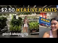 2 50 LIVE PLANTS AT IKEA Plant Styling Inspo Houseplant Shopping at IKEA