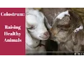 Colostrum Raising Healthy Animals