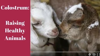 Colostrum Raising Healthy Animals