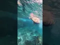 Swimming in the Clear Water of Madeira Island 2025