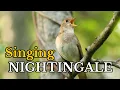 Download Lagu Sounds of Nightingale, Thrush Nightingale Sound Compilation, The Most Beautiful Bird Song