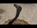 Download Lagu Black Cobra Dances to Snake Charmer's Flute