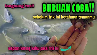 Download Cara mengatasi ikan nila ngambang dan gak mau makan umpan pancing #237 MP3