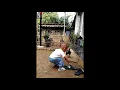 Download Lagu Video Lucu ANAK KECIL vs AYAM