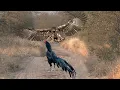 HEBOH Elang Salah Pilih Mangsa Ayam Jago - TOP Momen Elang vs Ayam, Burung Bangkai Dan Hewan Lainnya
