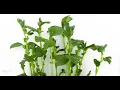 Lagu VICIA FABA WINDSOR BROAD BEAN SPROUTING TIME LAPSE [4K]