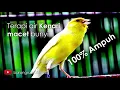 Download Lagu terapi air dan masteran burung kenari. kenari paud atau kenari macet, pasti gacor kembali 100%