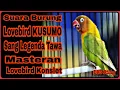 Download Lagu Masteran Suara Burung Lovebird KUSUMO | Legenda Lovebird Konslet KUSUMO | Masteran Lovebird Konslet