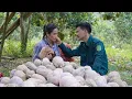 Download Lagu Thu's gentle concern for Tu Phan while harvesting pumpkins together