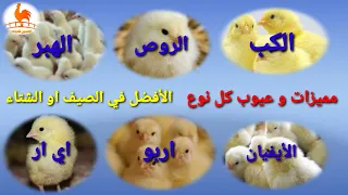 الفرق بين كتكوت الكب و الروص و الهبرد و الأيفيان و اربو و اي ار بالتفصيل دندنها
