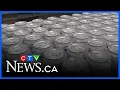Labatt Breweries joins Ontario Corps program