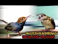 BURUNG MASTERAN KAPAS TEMBAK FEAT PRENJAK KEPALA MERAH