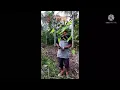Download Lagu mikat burung ruwak ruwak dapat banyak,