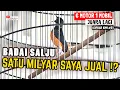 Lagu GILAAAAA.. ‼️SATU MILYAR SAYA JUAL ⁉️😱MURAI BATU BADAI SALJU 🔥