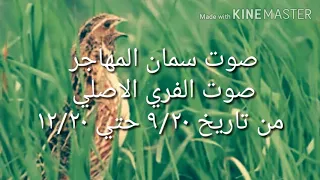 صوت السمان المهاجر دندنها