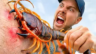 Giant Centipede Bite and Worst Stings I’ve Ever Taken!